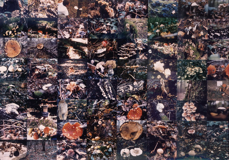 Cueillette des champignons, 1988 - 99 Installation of 64 photos, 224 x 312 cm