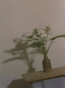 Plantin, 80cmx100cm, analogue, C print, 2003 